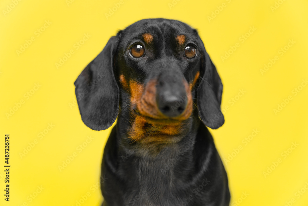 Portrait of lovely dachshund puppy who obediently sits with serious or unhappy look, following a command, yellow background, copy space for pets and veterinary advertising, studio shooting
