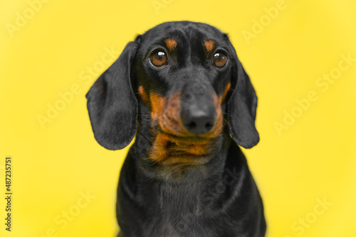 Fototapeta Naklejka Na Ścianę i Meble -  Portrait of lovely dachshund puppy who obediently sits with serious or unhappy look, following a command, yellow background, copy space for pets and veterinary advertising, studio shooting