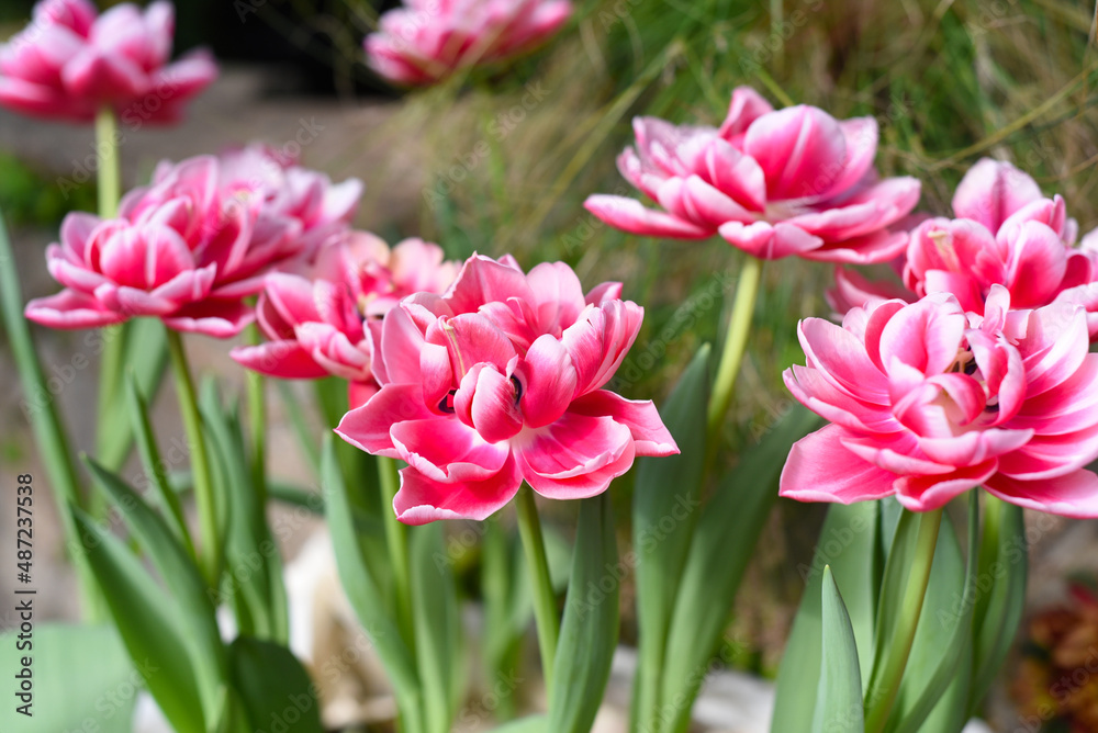 Pink tulips Columbus growing in spring