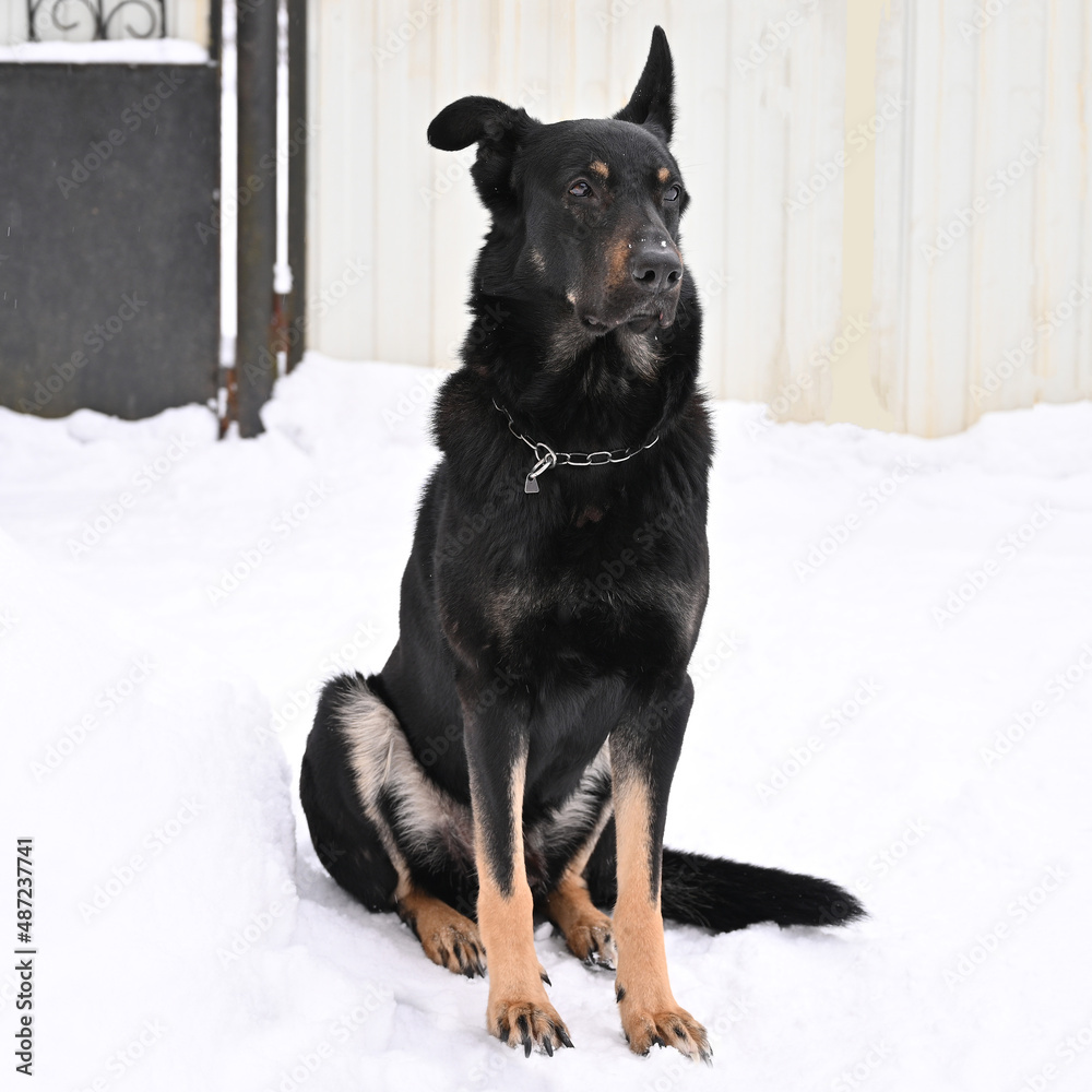 Black eared dog sit on the snow and look into the distance. Black eared dog sit on the snow and look into the distance.