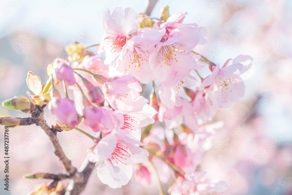 桜　満開の桜の花