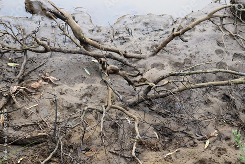 mud of riverbank with branches and footprints