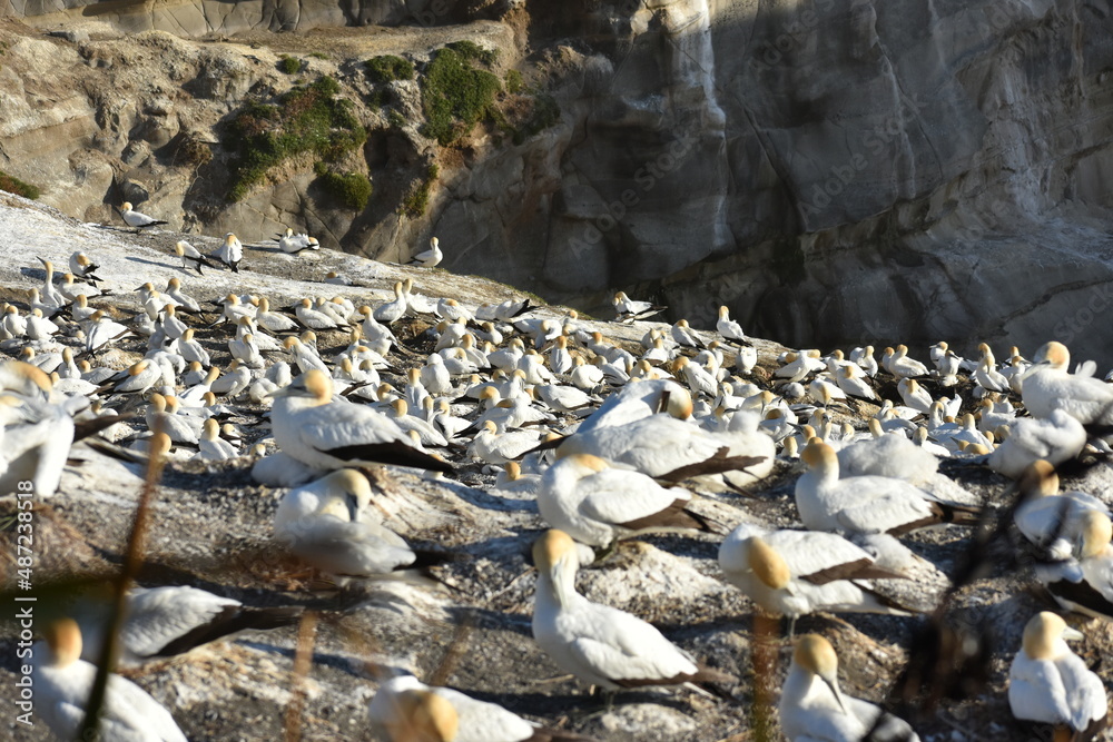 Gannet nesting