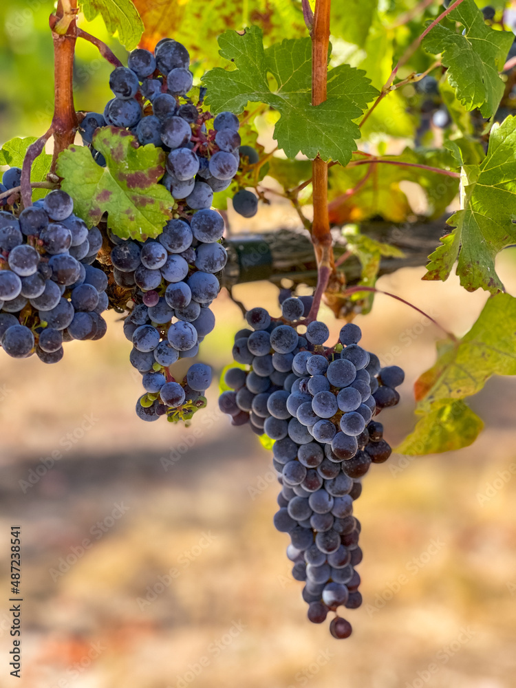 Closeup of ripe purple wine grapes on the branch at winery with green leaves.  Grape harvest in fall, vineyard.