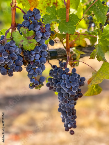 Closeup of ripe purple wine grapes on the branch at winery with green leaves. Grape harvest in fall, vineyard.