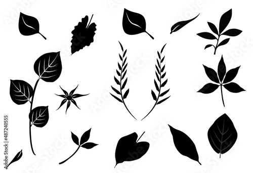 various leaves of different shapes and seize