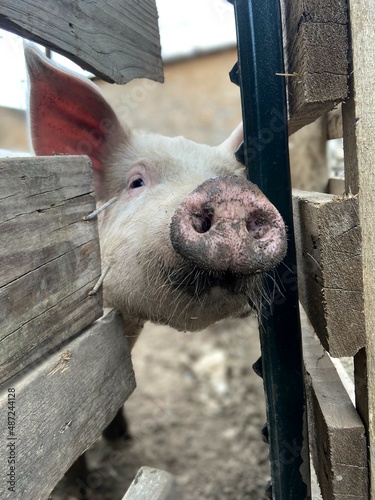 pigs in a farm photo