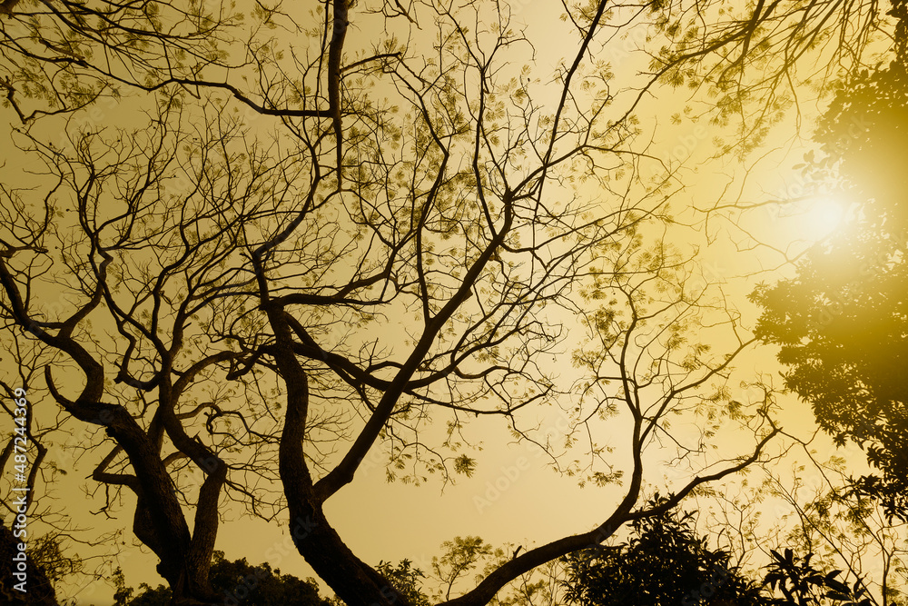 Leafless tree branches of winter season, season specific image of nature. Image shot against Sun, at Kolkata, Calcutta, West Bengal, India Leafless tree branches of winter season, season specific image of nature. Image shot against Sun, at Kolkata, Calcutta, West Bengal, India