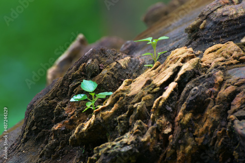 New plant growth on old tree trunk, beautiful nature stock image. Moody dark background. © mitrarudra