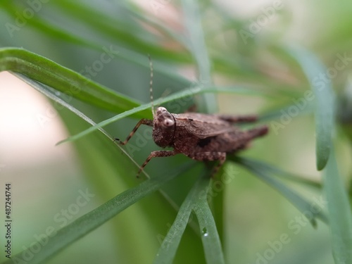 Close up of brown grasshopper