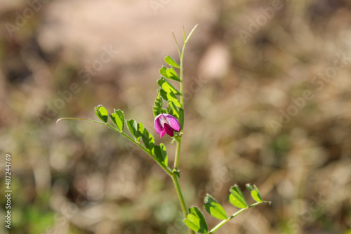 Small Purple Wild Flower Blooming In Spring. 