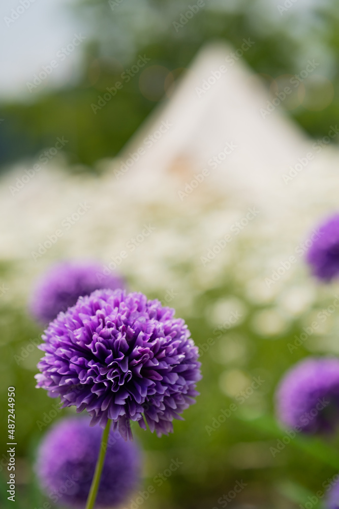 Obraz premium Purple round lavender round flower, Alliums, blooming beautifully in the garden with tent at the background