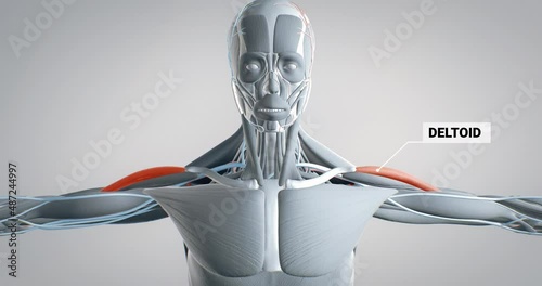 Deltoid muscle, detailed display of muscles, human muscular system, 3D animation of human anatomy, 3D render photo