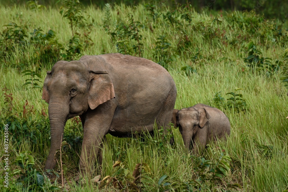 Obraz premium The male elephant stood alone, eating the soil in the evening.