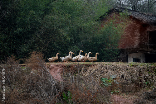 Ducks raised in rural areas