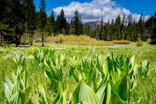 Sierra Meadows © Bluewesley