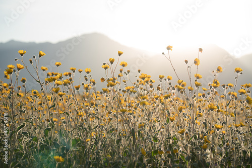 field of flowers © Bluewesley