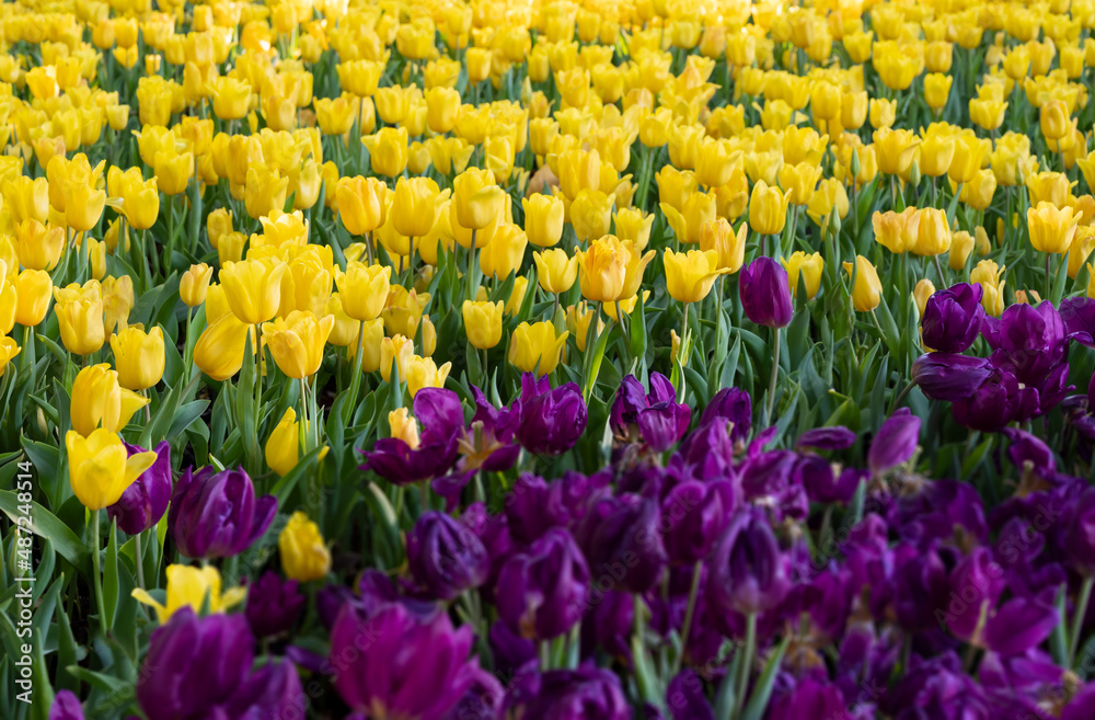 Natural background of yellow and purple tulips flowers blooming in the garden with soft morning sunlight.