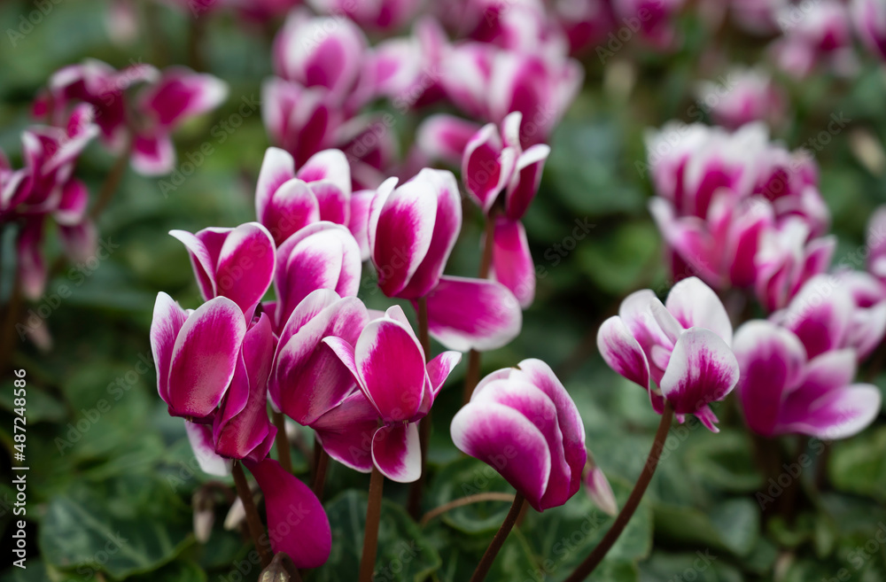 Floral background of purple Cyclamen flowers with a white edge and natural soft light in the garden.