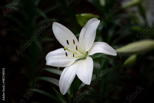 Close-up of white lily flower bouquet with scented is blooming in the garden on a dark green background.