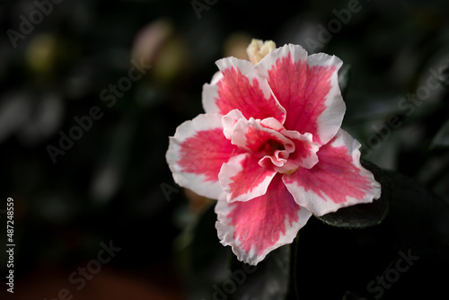 Close-up of pink Rhododendron simsii flowers with a white edge in the garden on a dark background.