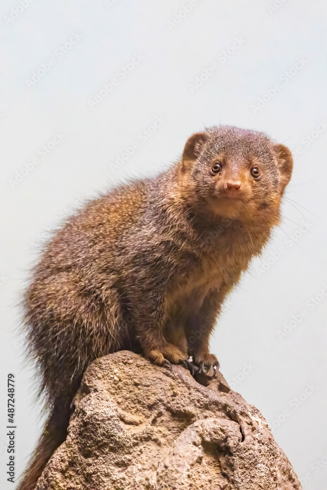 Cute mongoose close up portrait on the rock Cute mongoose close up portrait on the rock