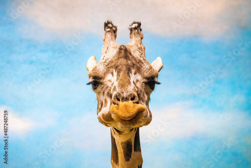 Close up funny looking giraffe head portrait