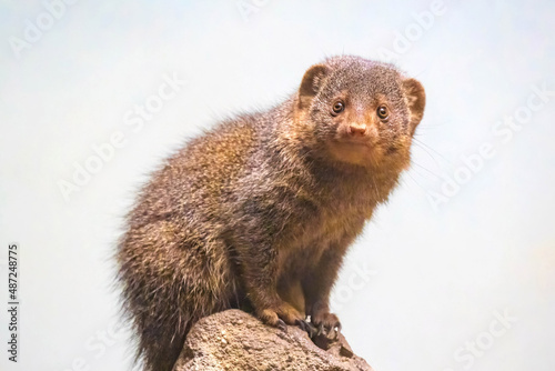 Slika na platnu Cute mongoose close up portrait on the rock
