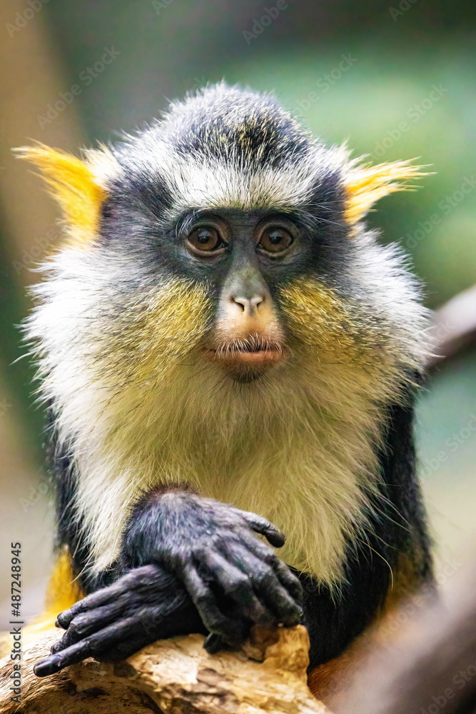 Obraz premium Cute looking Wolf's mona monkey portrait