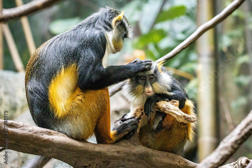Photography Couple of cute looking Wolf's mona monkeys grooming