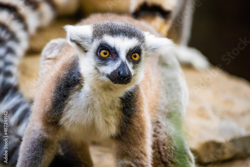 Cute Madagascar ring-tailed lemur portrait