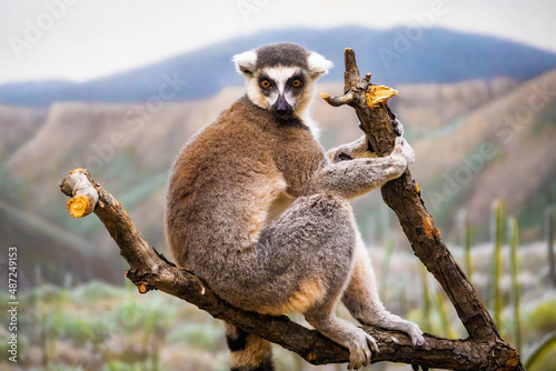 Cute Madagascar ring-tailed lemur portrait