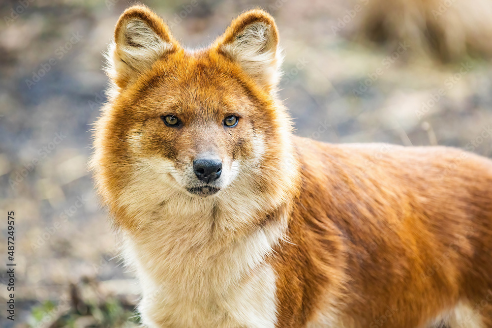 Beautiful dhole wild dog head portrait
