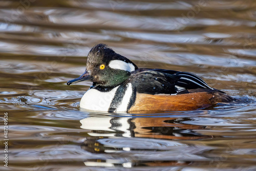 Male hooded merganser duck swimming close up photo