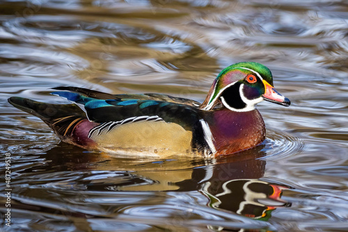 Close up portrait of colorful wood duck