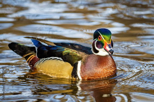 Canvas Print Close up portrait of colorful wood duck