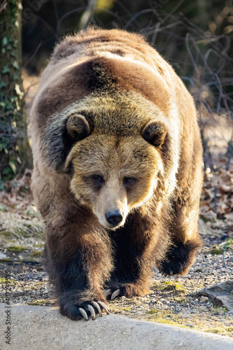 Large grizzly bear portrait out in the wild