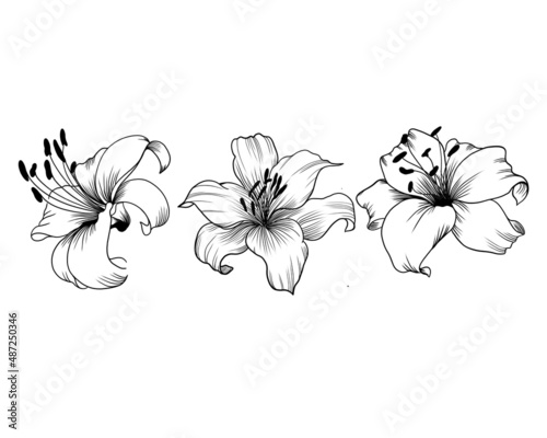 set of detailed sketches of lily flower. botany tattoo.lily isolated on background. design greeting card