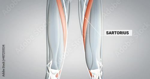 leg muscles, sartorius muscle, detailed display of muscles, human muscular system, 3D animation of human anatomy, 3D render photo
