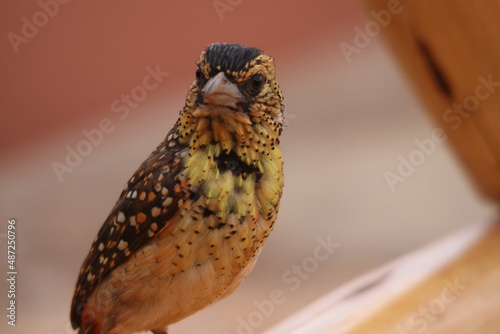 A close-up shot of a D' Arnaud's Barbet bird. photo