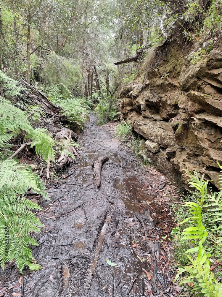 Muddy overgrown and abandoned railway cutting on the Box Vale Walking Track New South Wales Australia.