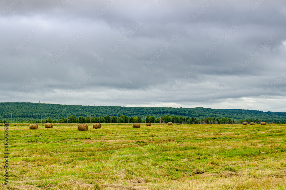 field, autumn hay,mown grass in rolls
