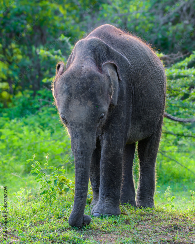 Newborn cute baby elephant close-up portraiture photograph. grazing in the grass field at Udawalawa national park.