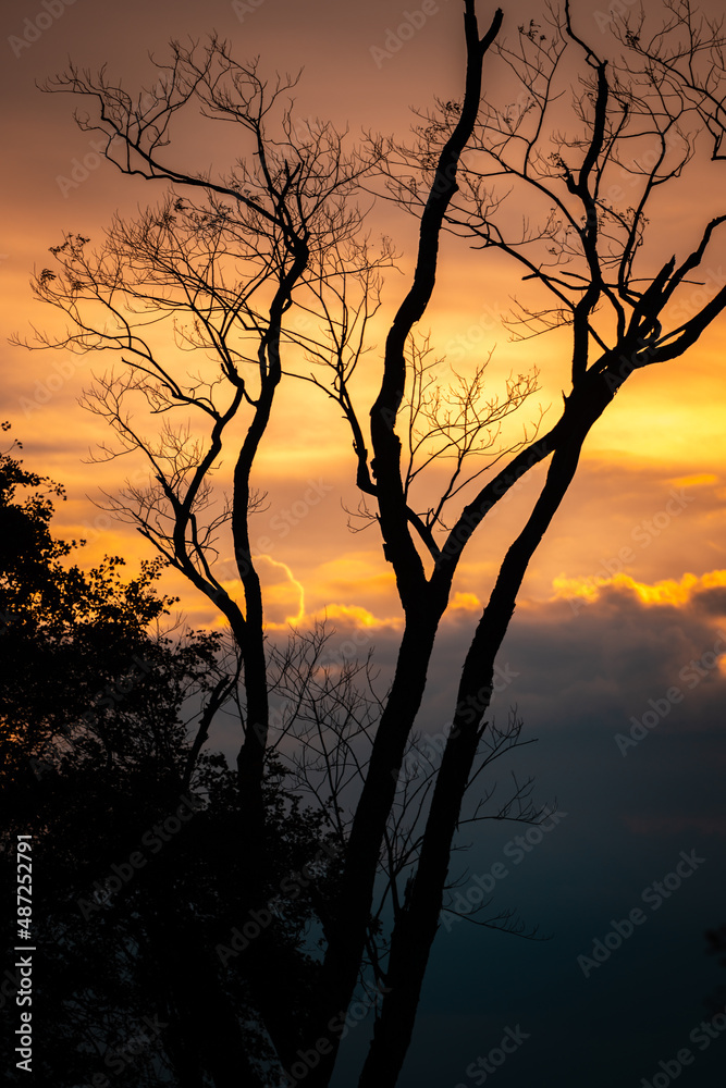 Beautiful sunset sky through silhouette bare tree.