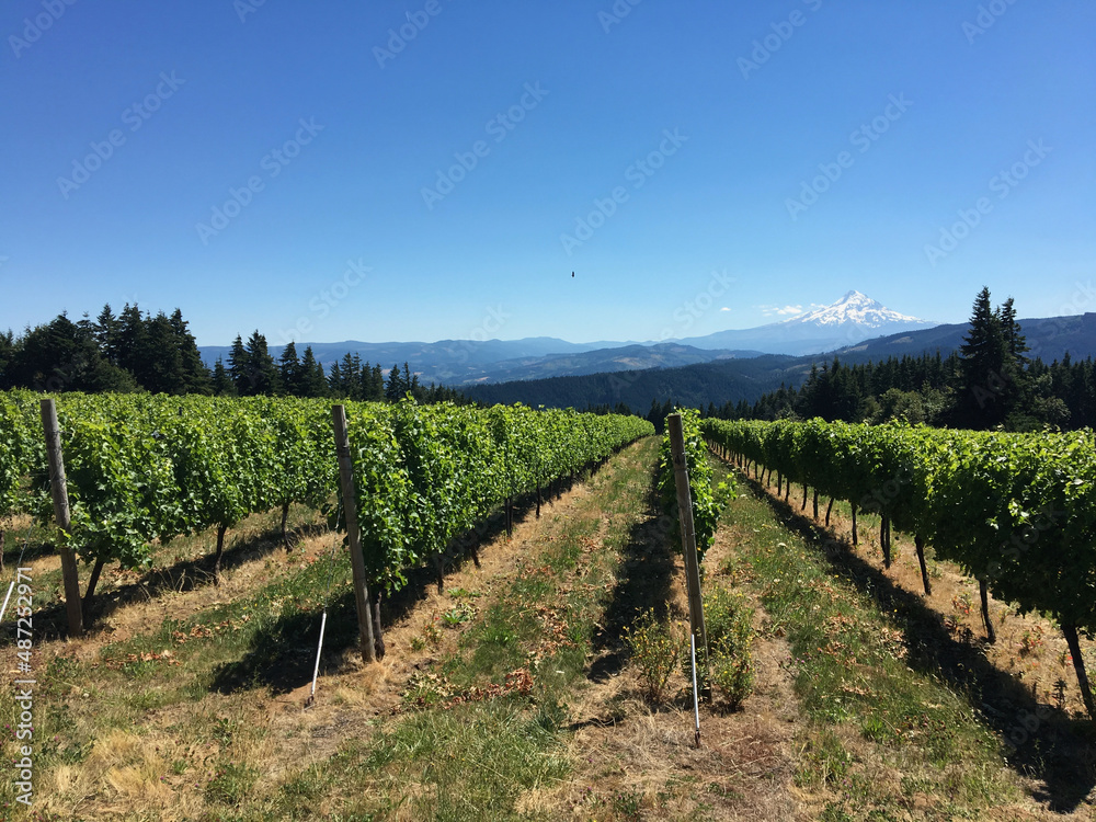 Peaceful vineyard panorama in Oregon