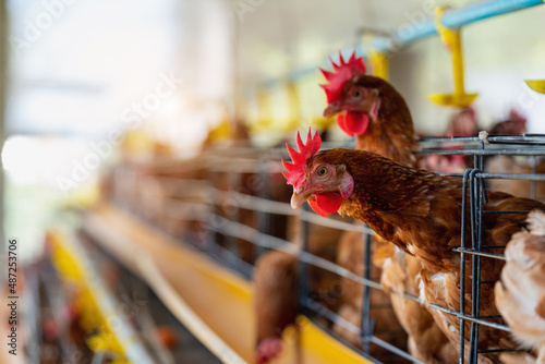 Fotografiet Hens in factory, Chicken in cages