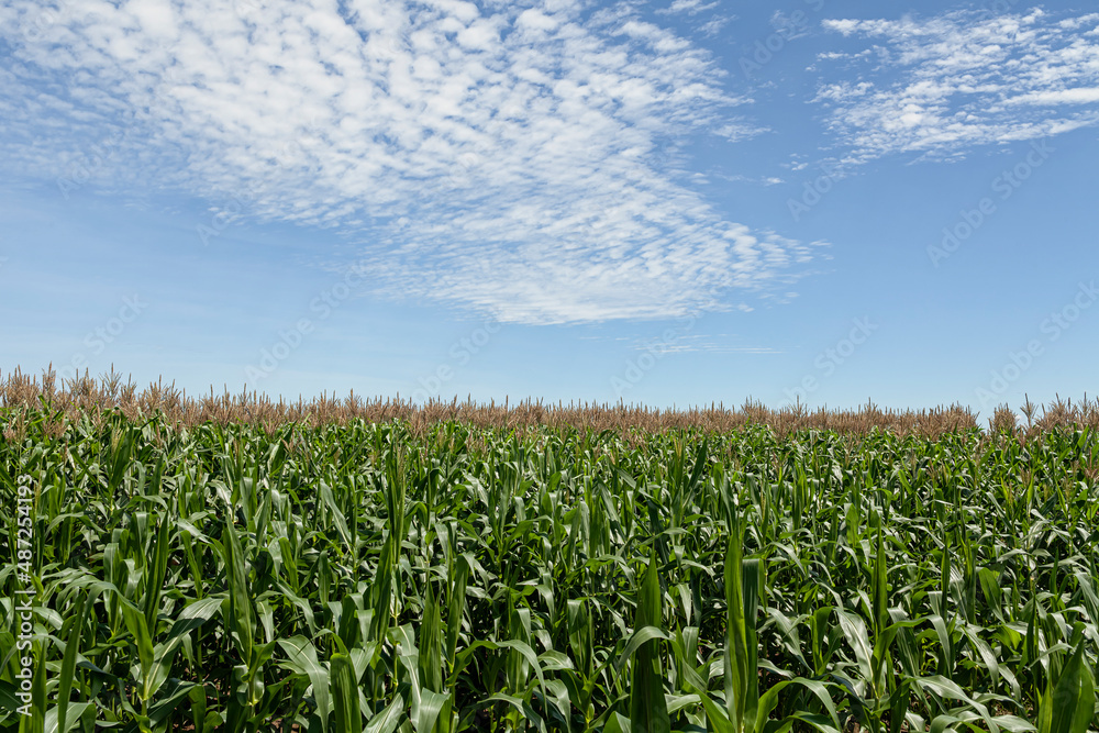 Agriculture in Colombia