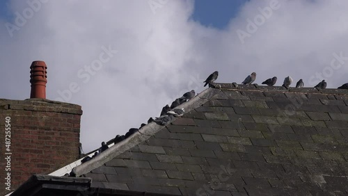 Pigeons on the roof of a building in Manchester city urban area with nature UK 4K