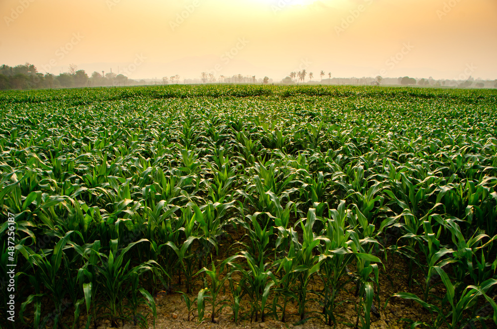 Young corn plants, corn fields, moments, sunset