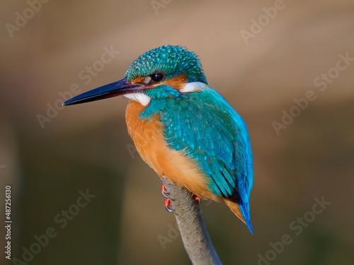 カワセミ kingfisher
